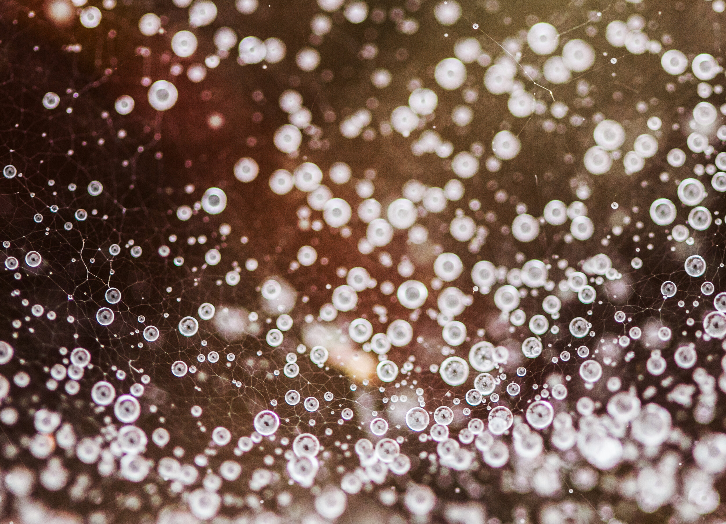 Morning dew, Central Coast, California