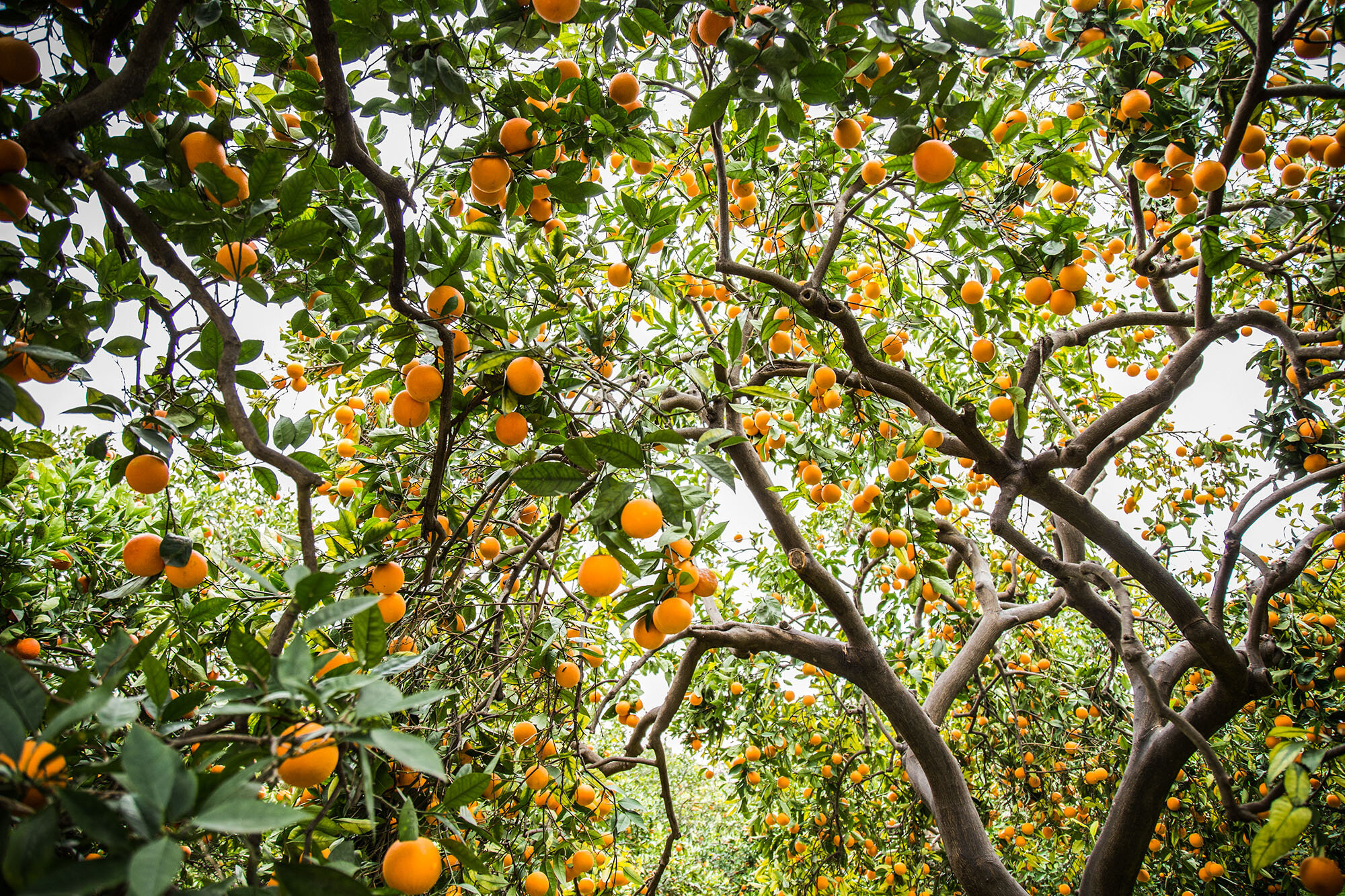 Orange grove, Lebanon