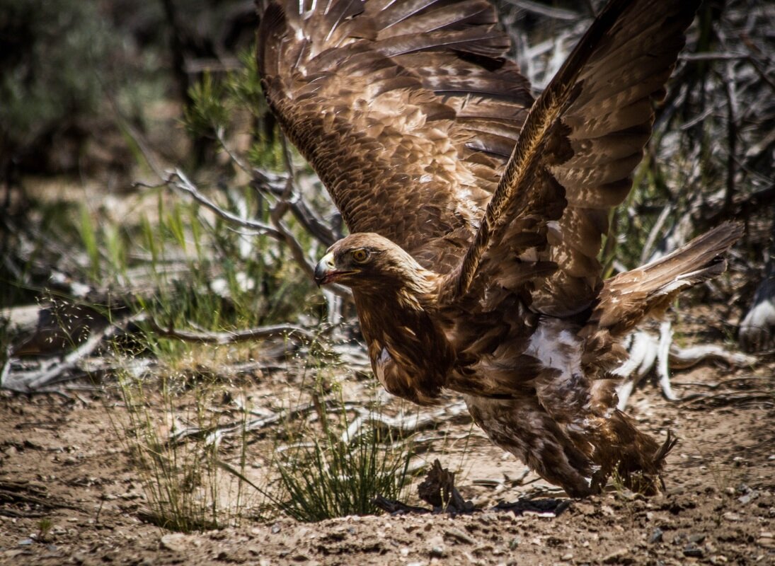 Golden eagle, Lincoln County, Nevada
