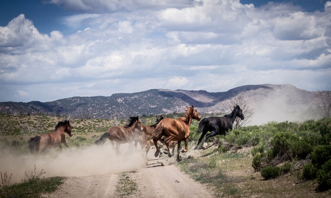 Wild horses, Lincoln County, Nevada