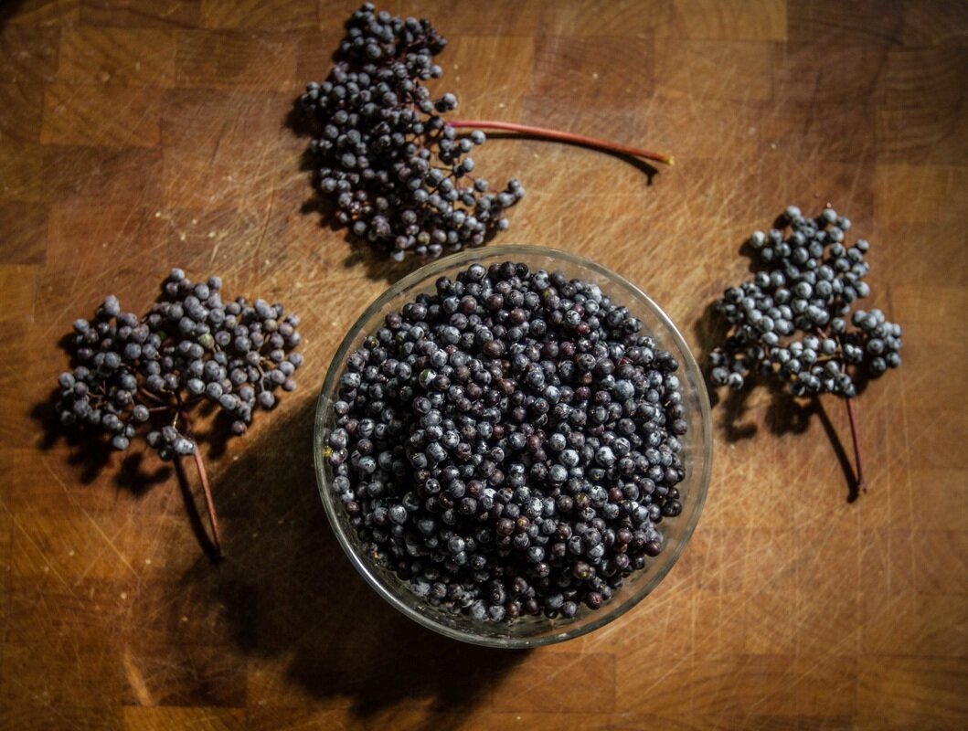 Elderberry harvest, Carlin, Nevada