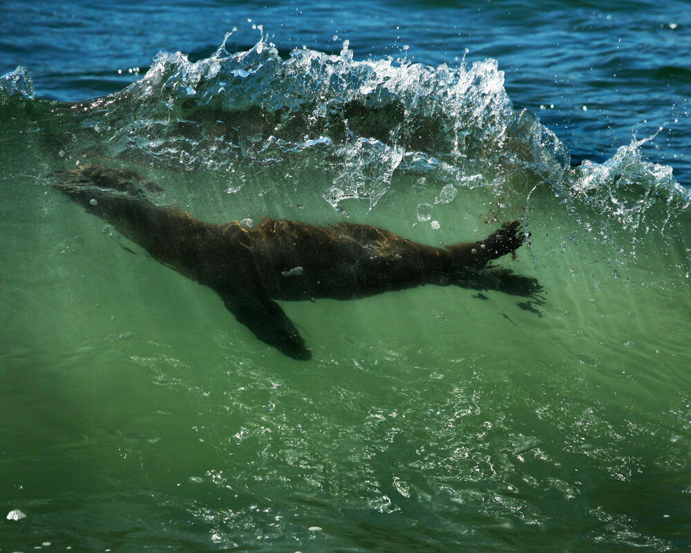 Sea lion, Central Coast, California